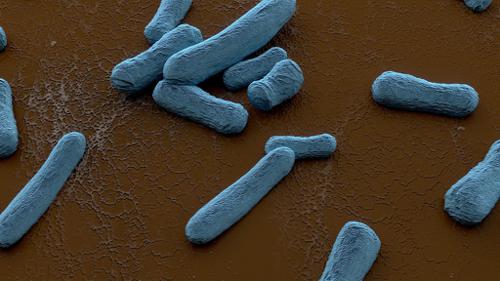 Bacteria on Scanning Electron Microscope preview image